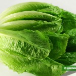 Зелёный листовой салат