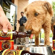 Пиво для собак