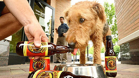 Пиво для собак
