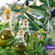 Итальянское оливковое масло самое лучшее в мире