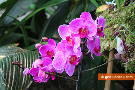 Красавицы Орхидеи